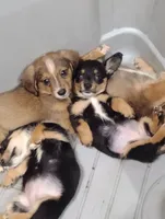 Precious, a female Pembroke Welsh Corgi for sale in Salisbury, MD – 2 of 6