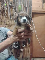 Charlie Brown, a male Pembroke Welsh Corgi for sale in Salisbury, MD – 1 of 6