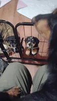 Marcy, a female Pembroke Welsh Corgi and Miniature Dachshund for sale in Salisbury, MD – 4 of 6