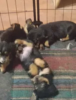 Marcy, a female Pembroke Welsh Corgi for sale in Salisbury, MD – 4 of 7