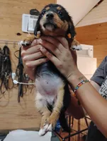 Marcy, a female Pembroke Welsh Corgi and Miniature Dachshund for sale in Salisbury, MD – 2 of 6