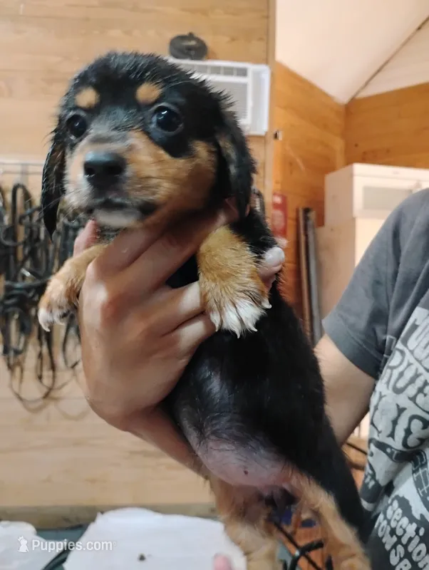 Precious – Pembroke Welsh Corgi puppy for sale in Salisbury, MD