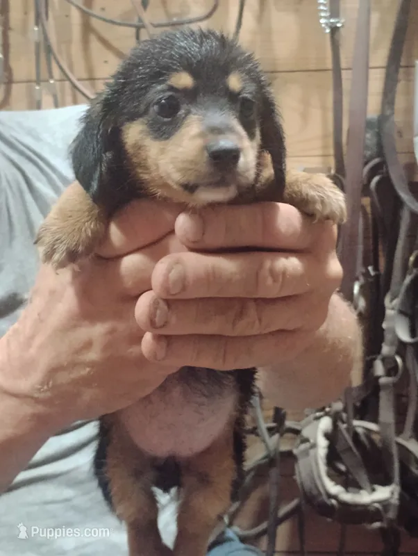 Marcy – Pembroke Welsh Corgi puppy for sale in Salisbury, MD
