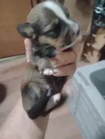 Sweetie#1, a female Pembroke Welsh Corgi for sale in Salisbury, MD – 2 of 7