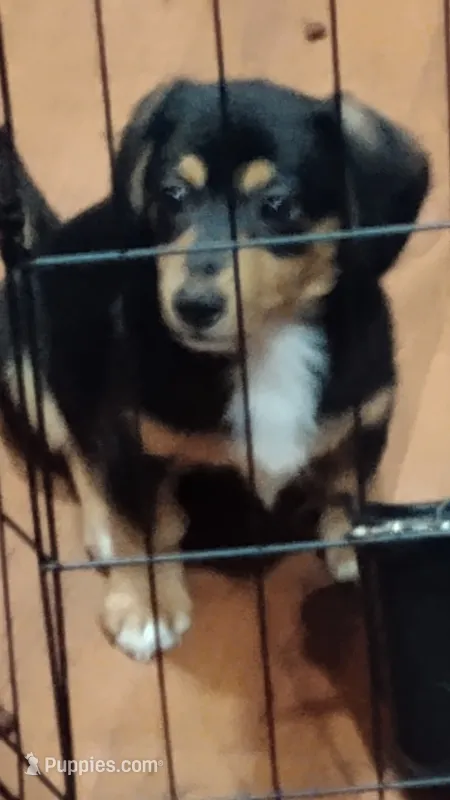 Marcy – Miniature Dachshund puppy for sale in Salisbury, MD