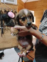Lioness, a male Pembroke Welsh Corgi for sale in Salisbury, MD – 3 of 6