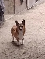 Marcy, a female Pembroke Welsh Corgi for sale in Salisbury, MD – 6 of 7