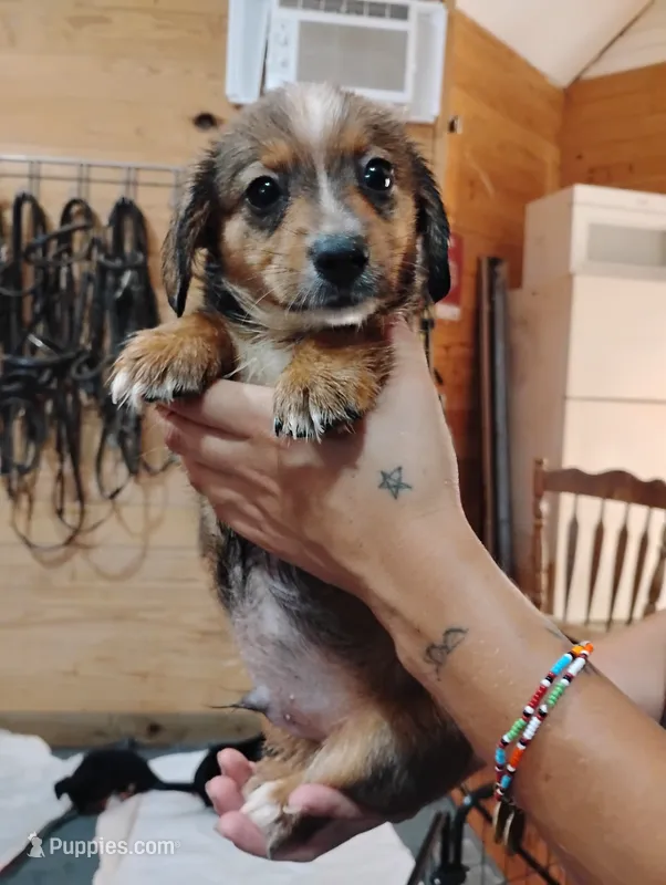 Lioness – Pembroke Welsh Corgi puppy for sale in Salisbury, MD