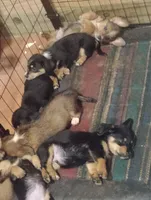 Marcy, a female Pembroke Welsh Corgi for sale in Salisbury, MD – 5 of 7