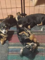 Marcy, a female Pembroke Welsh Corgi for sale in Salisbury, MD – 3 of 7