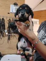 Sherman, a male Pembroke Welsh Corgi for sale in Salisbury, MD – 2 of 7