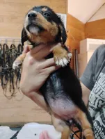 Precious, a female Pembroke Welsh Corgi for sale in Salisbury, MD – 3 of 6