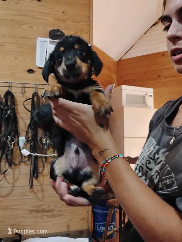 Sherman – Pembroke Welsh Corgi puppy for sale in Salisbury, MD