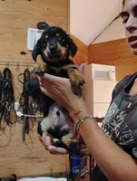 Sherman, a male Pembroke Welsh Corgi for sale in Salisbury, MD – 1 of 7