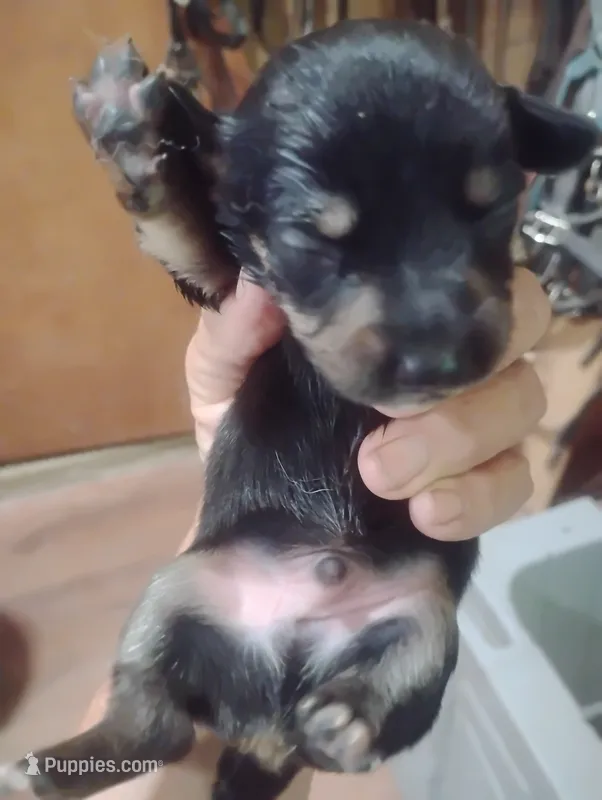 Sweetie#1 – Pembroke Welsh Corgi puppy for sale in Salisbury, MD