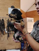 Sherman, a male Pembroke Welsh Corgi for sale in Salisbury, MD – 4 of 7