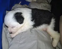 Domino, a male Australian Cattle Dog and Border Collie for sale in Salem, OH – 3 of 3