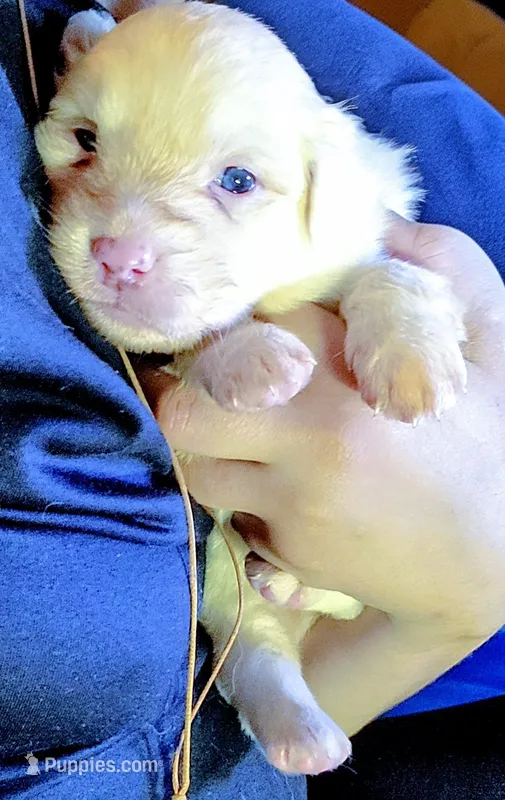 Klondike  – Australian Cattle Dog, Border Collie puppy for sale in Salem, OH