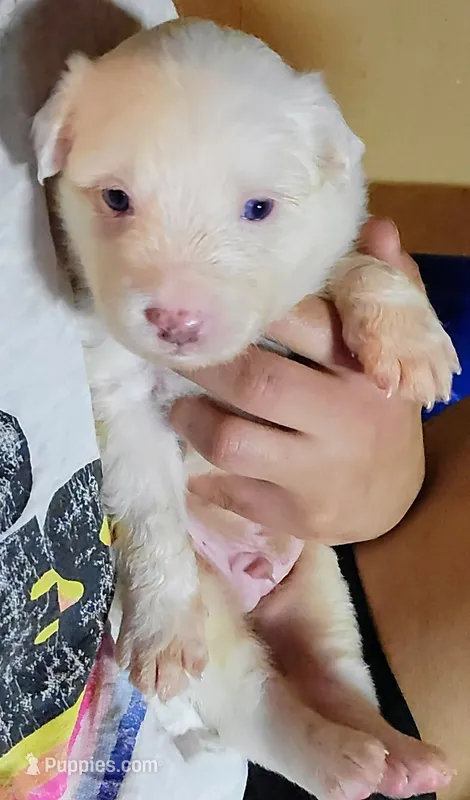 Snowball – Australian Cattle Dog, Border Collie puppy for sale in Salem, OH