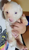 Snowball, a male Australian Cattle Dog and Border Collie for sale in Salem, OH – 1 of 1