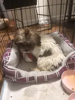 Kinsey, a female Shihpoo for sale in Atlanta, GA – 1 of 6
