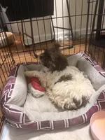 Kinsey, a female Shihpoo for sale in Atlanta, GA – 6 of 6
