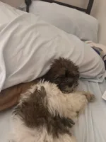 Kinsey, a female Shihpoo for sale in Atlanta, GA – 4 of 6