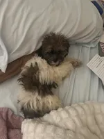 Kinsey, a female Shihpoo for sale in Atlanta, GA – 3 of 6