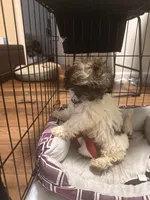 Kinsey, a female Shihpoo for sale in Atlanta, GA – 2 of 6