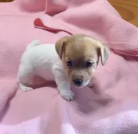Maggie # 3 , a female Jack Russell Terrier for sale in Cairo, GA – 9 of 10