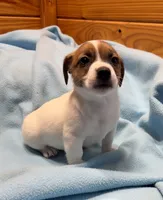 Maggie # 2 , a male Jack Russell Terrier for sale in Cairo, GA – 3 of 7