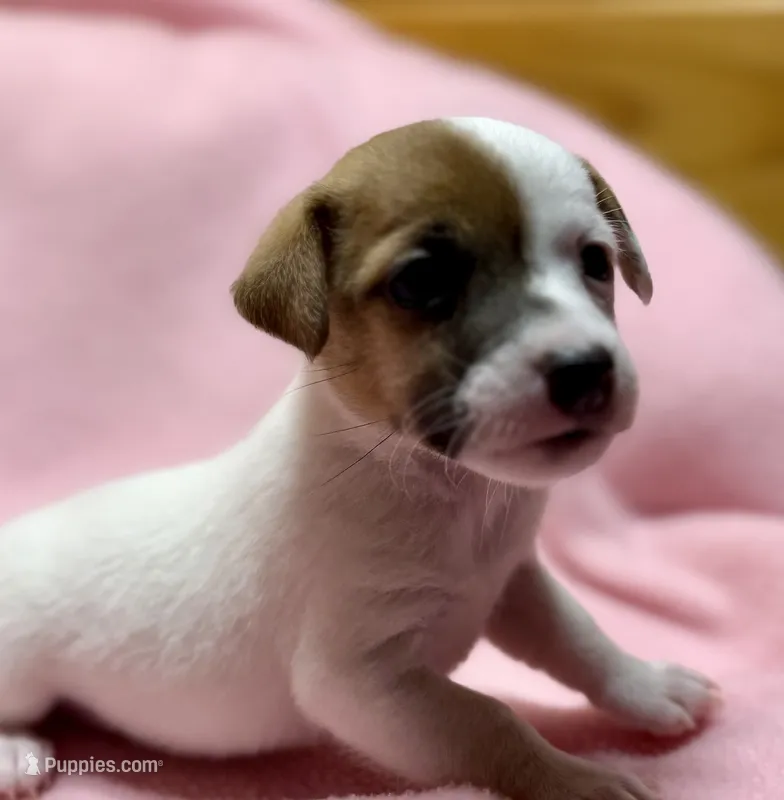 Honey # 3 – Jack Russell Terrier puppy for sale in Cairo, GA