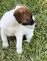 Honey #4, a female Jack Russell Terrier for sale in Cairo, GA – 4 of 8