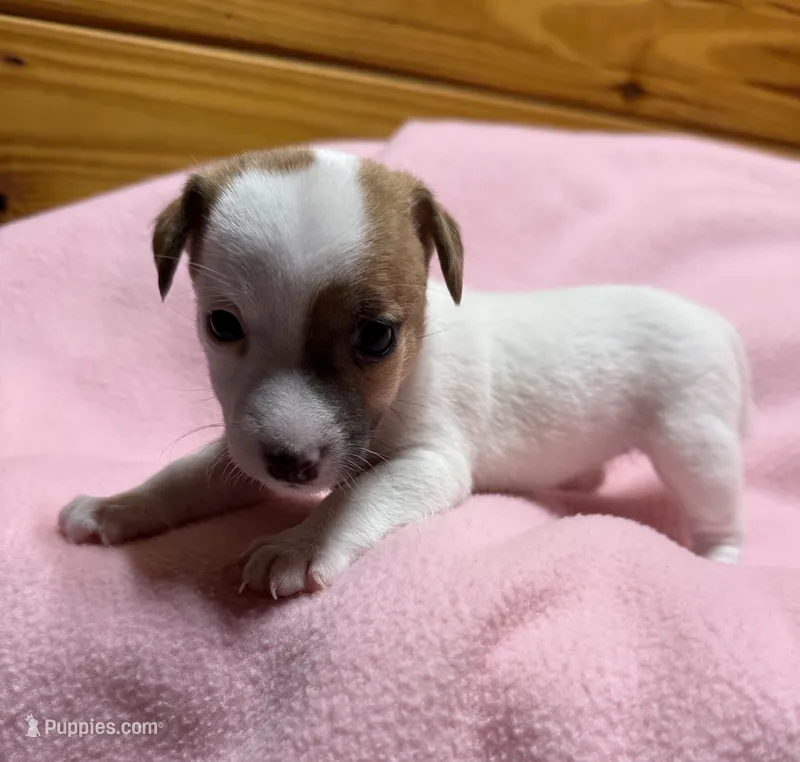 Honey #2  – Jack Russell Terrier puppy for sale in Cairo, GA