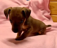 Honey # 3, a female Jack Russell Terrier for sale in Cairo, GA – Photo 6 of 7