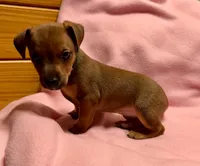 Honey # 3, a female Jack Russell Terrier for sale in Cairo, GA – Photo 3 of 7