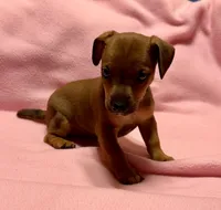 Honey # 3, a female Jack Russell Terrier for sale in Cairo, GA – Photo 1 of 7