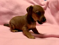 Honey # 3, a female Jack Russell Terrier for sale in Cairo, GA – Photo 5 of 7