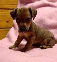 Honey # 3, a female Jack Russell Terrier for sale in Cairo, GA – Photo 2 of 7