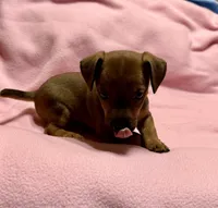 Honey # 3, a female Jack Russell Terrier for sale in Cairo, GA – Photo 7 of 7