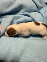 Honey #1 , a male Jack Russell Terrier for sale in Cairo, GA – 4 of 8