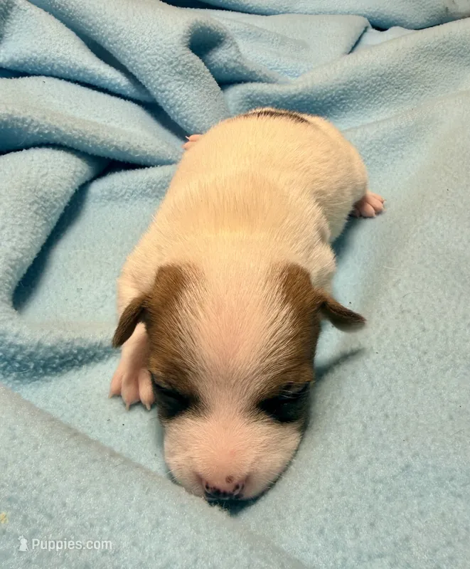 Honey #1  – Jack Russell Terrier puppy for sale in Cairo, GA