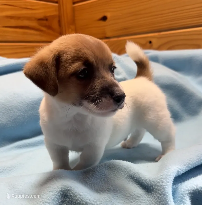 Maggie # 1  – Jack Russell Terrier puppy for sale in Cairo, GA