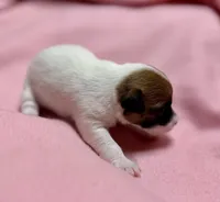Honey # 4, a female Jack Russell Terrier for sale in Cairo, GA – 6 of 9