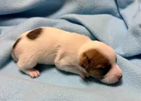 Honey #1 , a male Jack Russell Terrier for sale in Cairo, GA – 2 of 8