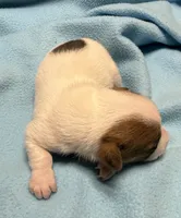 Honey #1 , a male Jack Russell Terrier for sale in Cairo, GA – 7 of 8