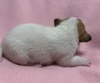 Honey #2 , a female Jack Russell Terrier for sale in Cairo, GA – 6 of 7
