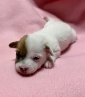 Honey # 3, a female Jack Russell Terrier for sale in Cairo, GA – 1 of 5