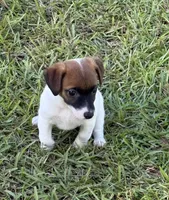 Honey #4, a female Jack Russell Terrier for sale in Cairo, GA – 5 of 8