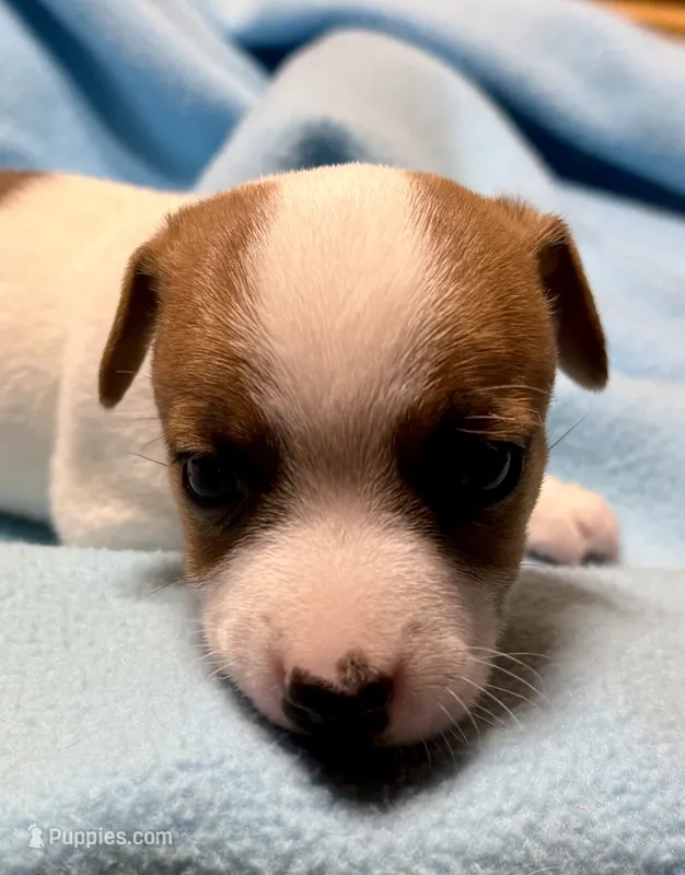 Honey #1  – Jack Russell Terrier puppy for sale in Cairo, GA